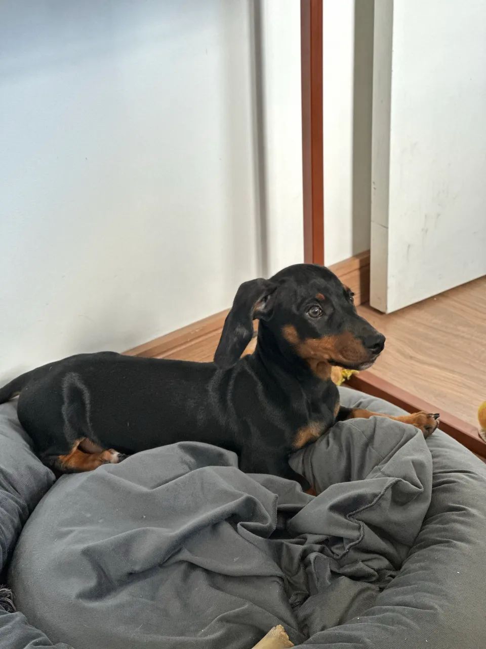 VENDE-SE LINDO BASSET DACHSHUND MINIATURA  - Foto 2