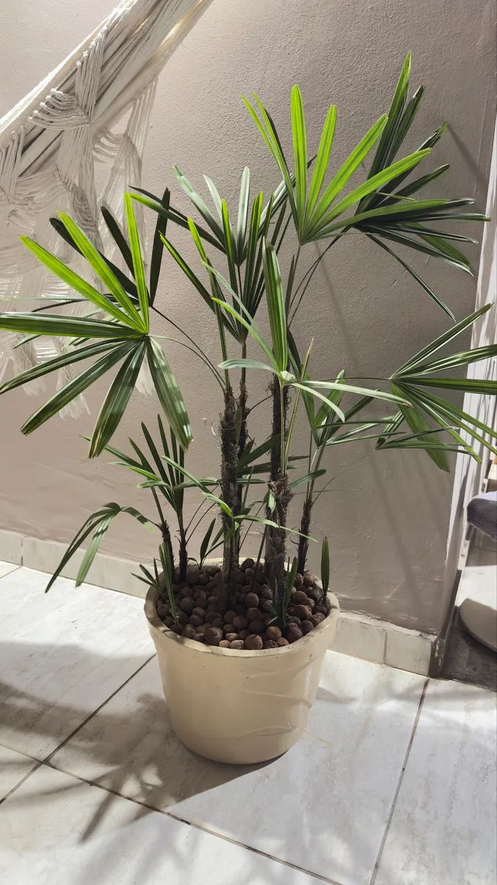 Planta Natural