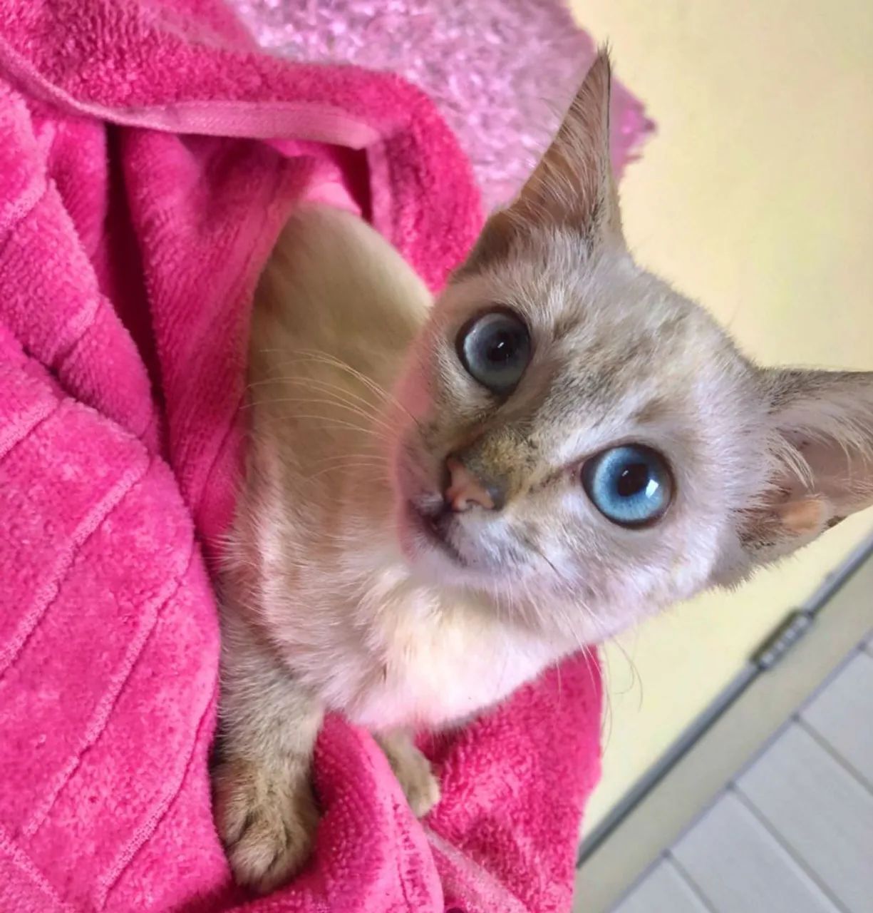 Doação de gato  - Foto 2