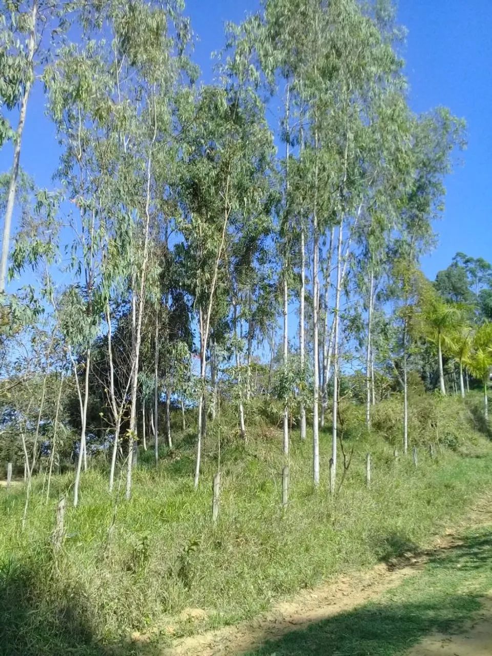 Propriedade Rural - Foto 5