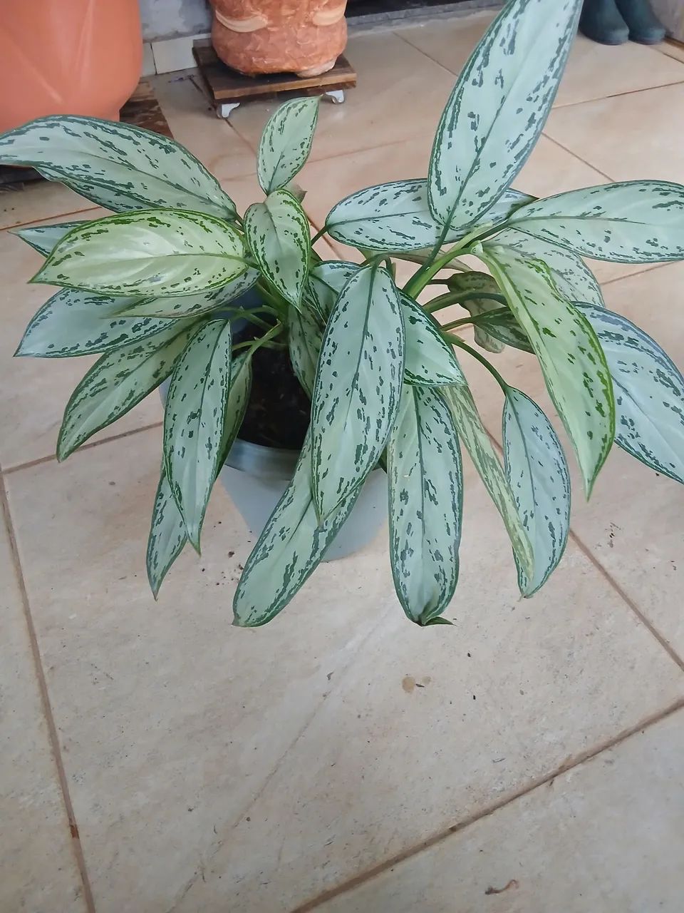 Planta comigo ninguém pode