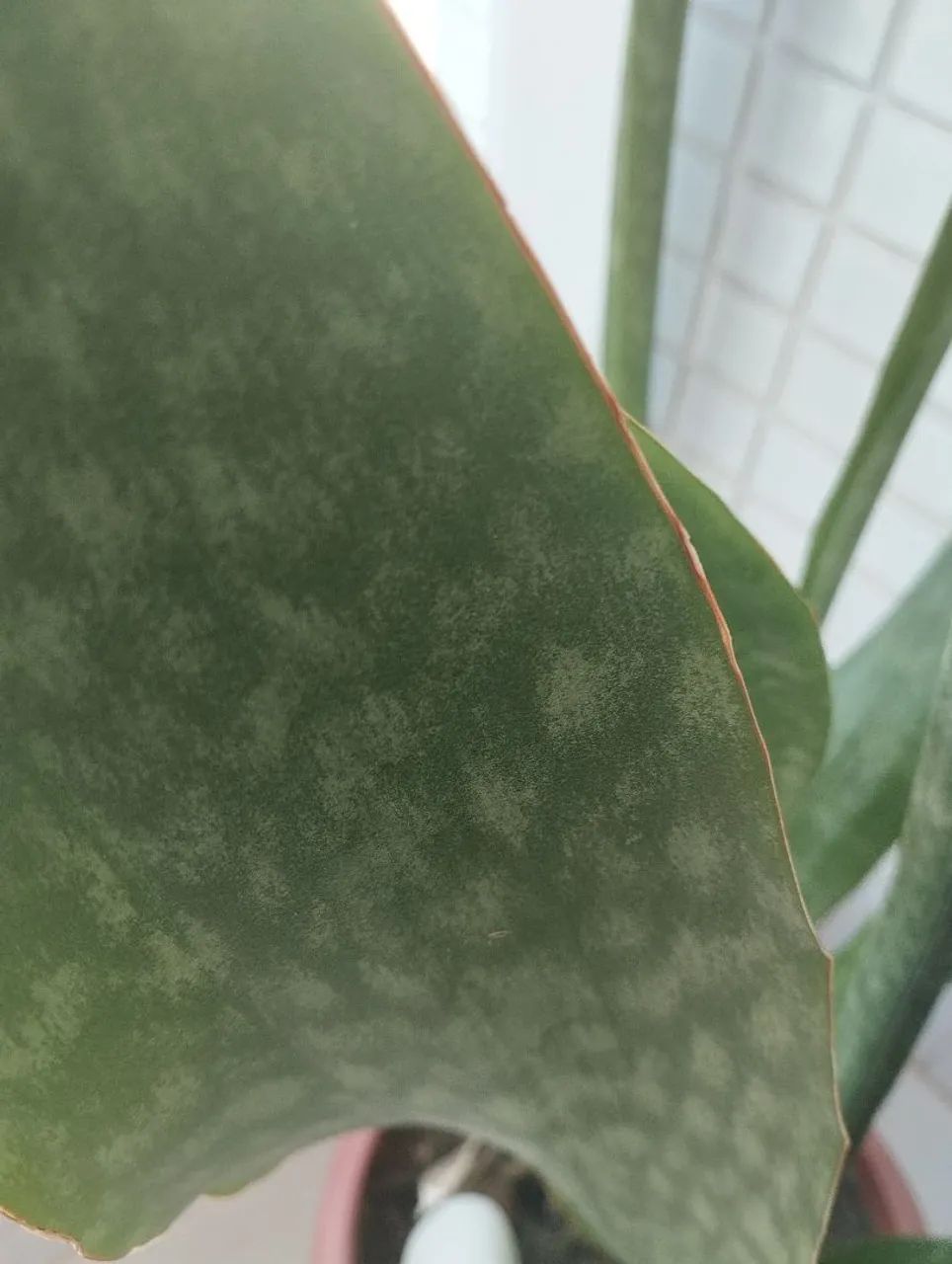Espada  sansevieria coroa dinamarquesa  - Foto 4