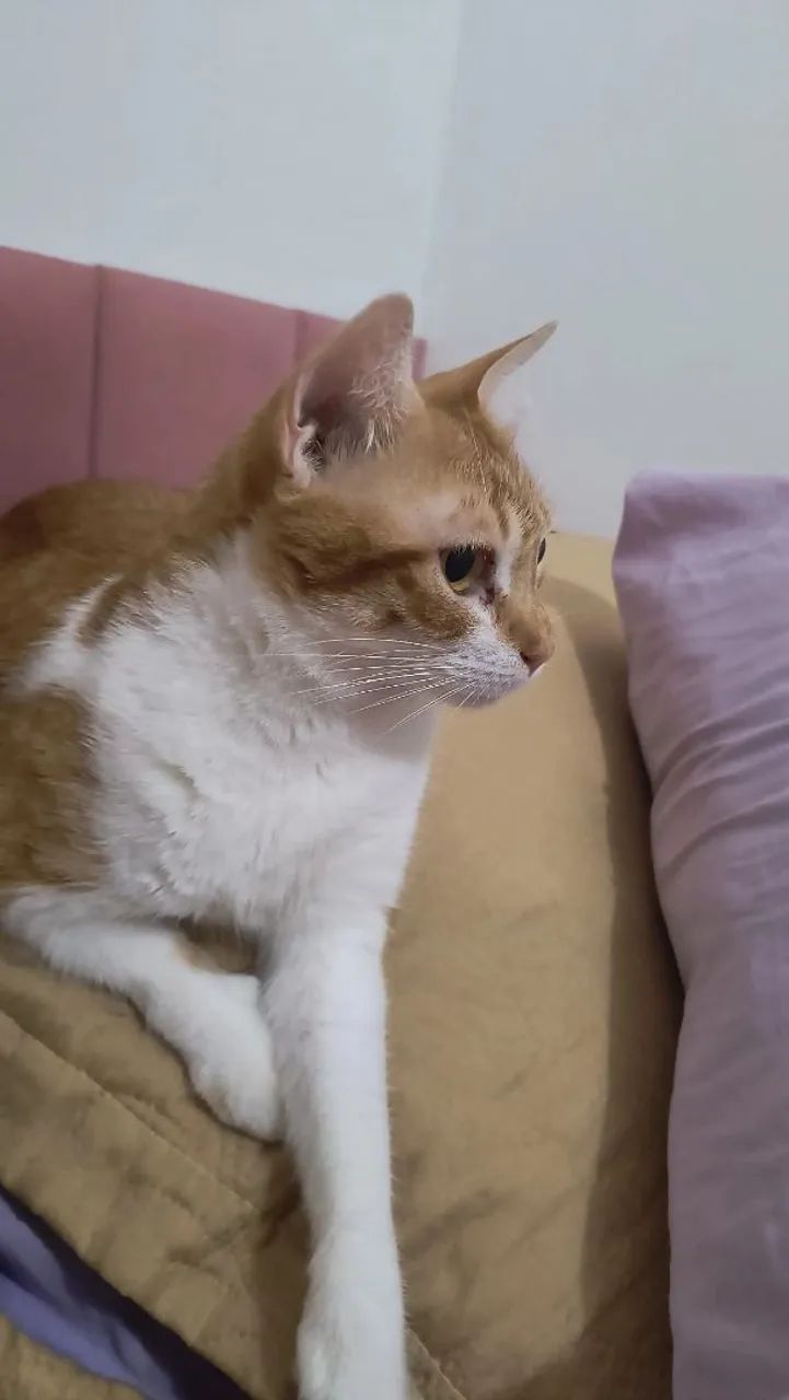 DOAÇÃO RESPONSÁVEL - KIARA ?