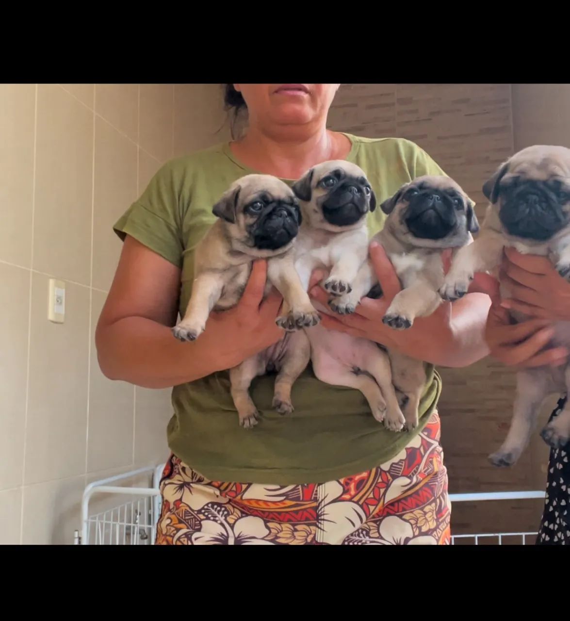 Pugs filhotes  - Foto 2