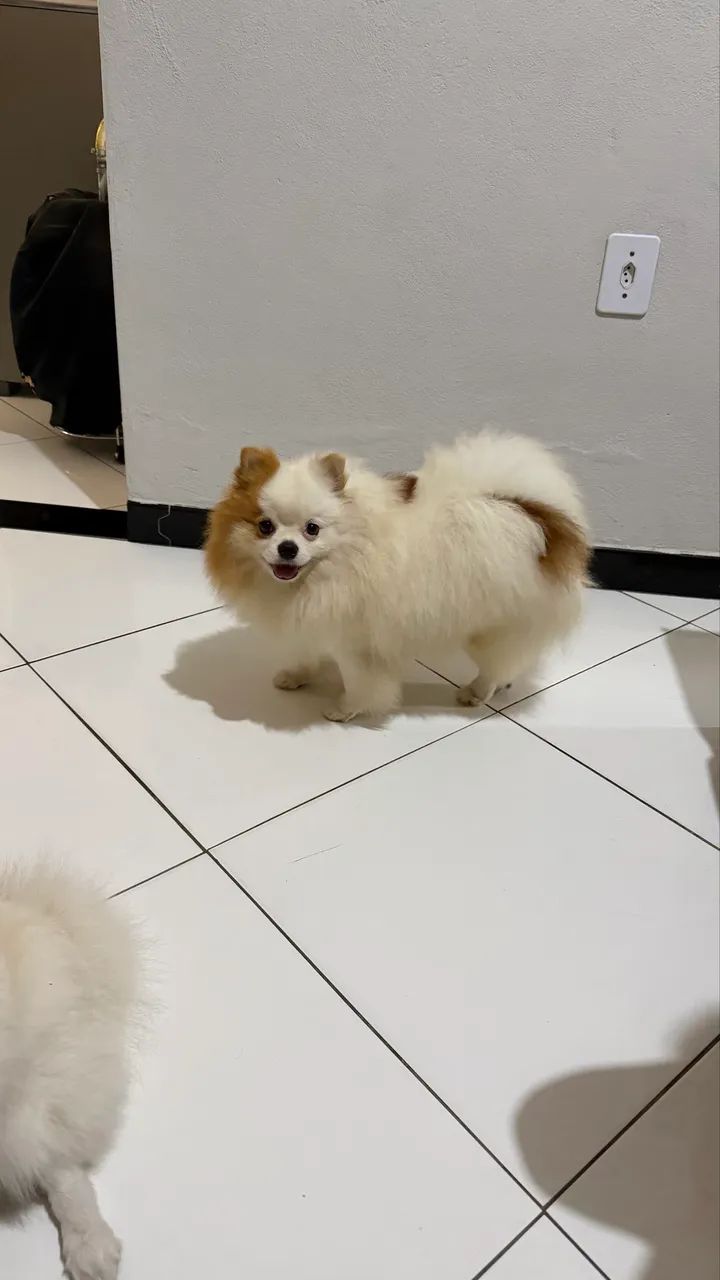 Spitz alemão (Lulu da pomerania )  - Foto 5