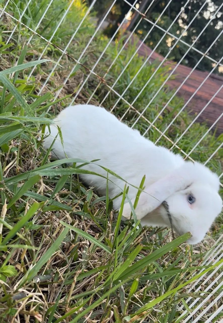 Mini Lop Macho - Foto 3