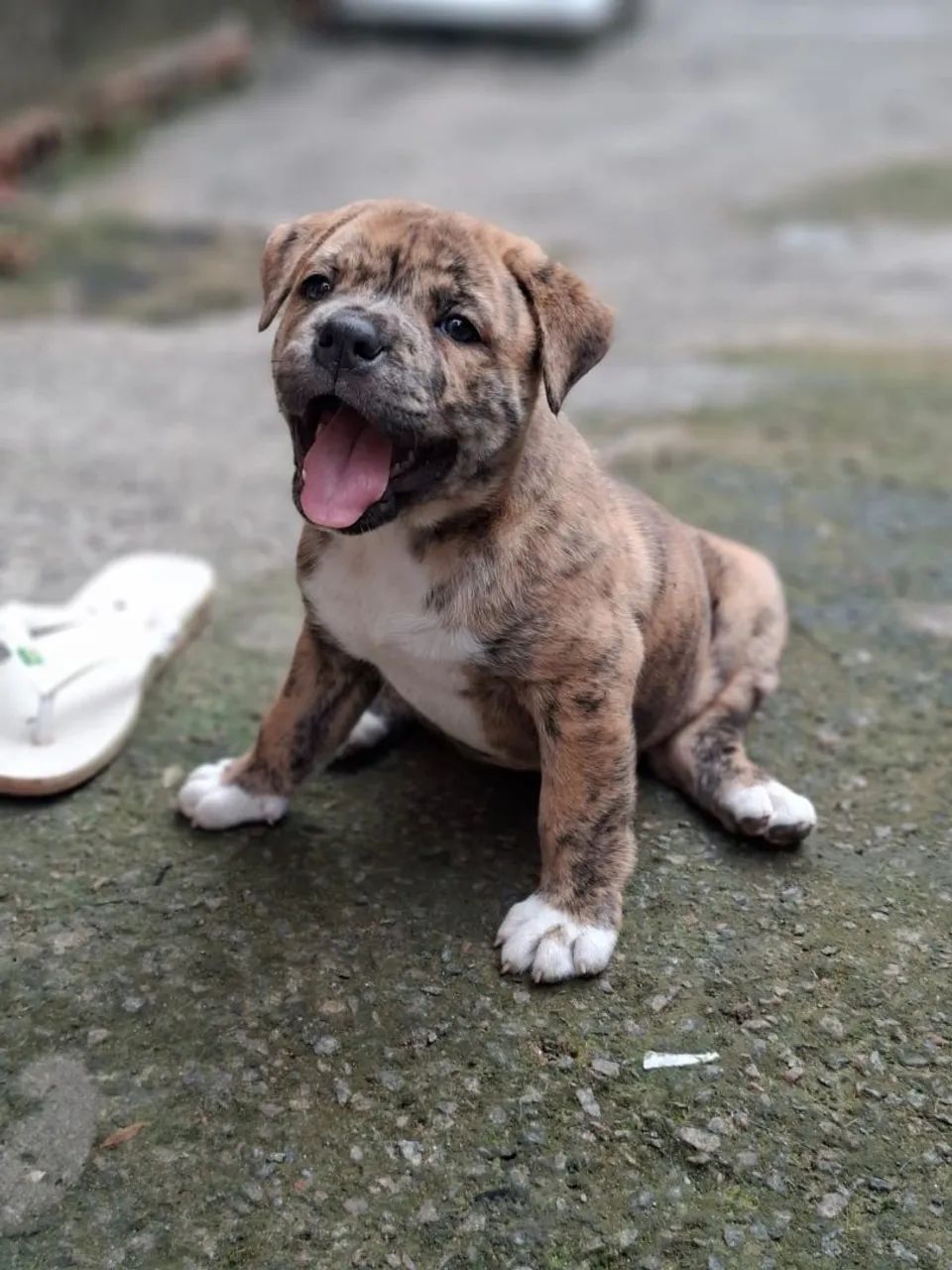 American bully 