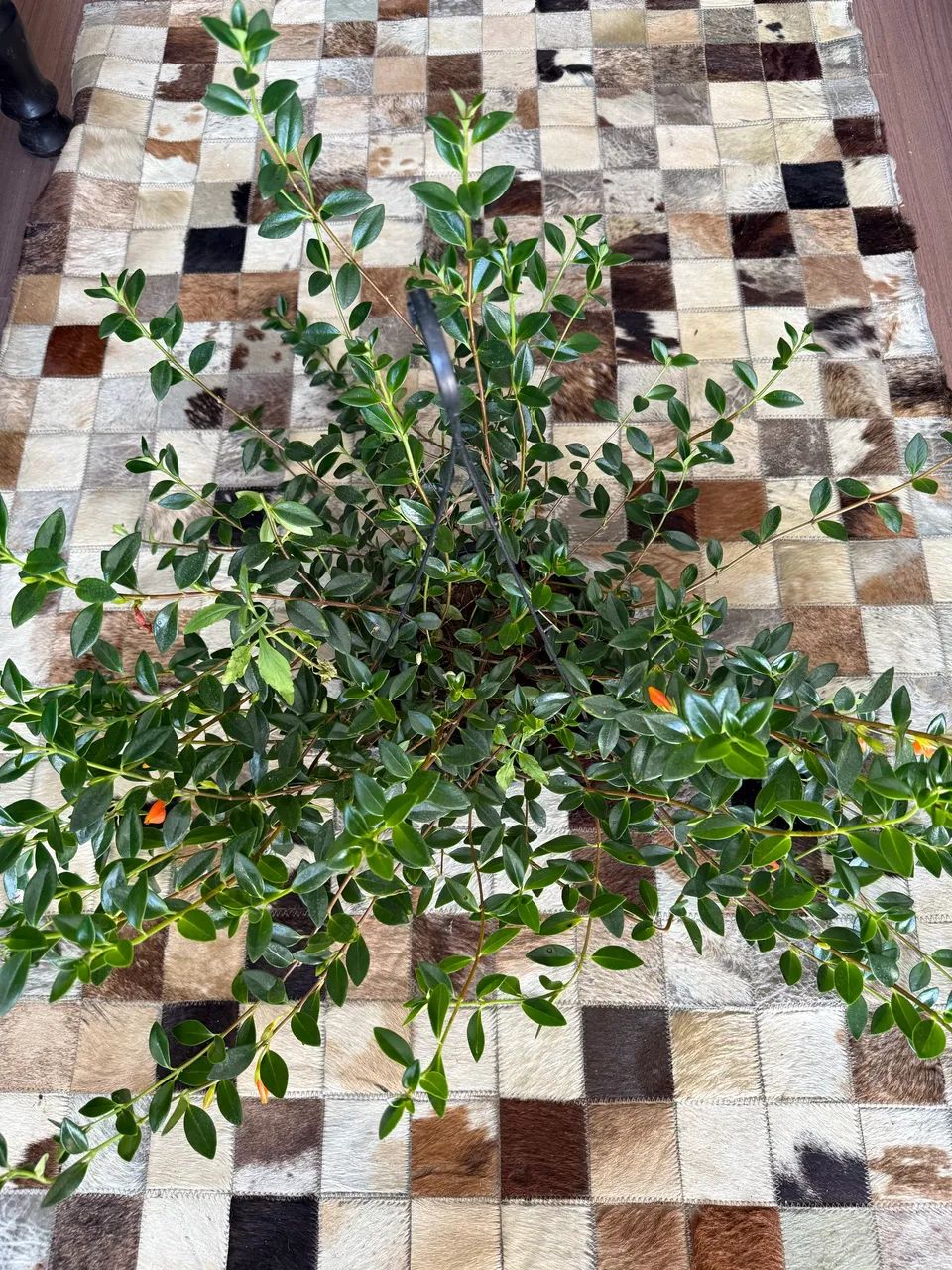 Columeia peixinho  - Foto 2