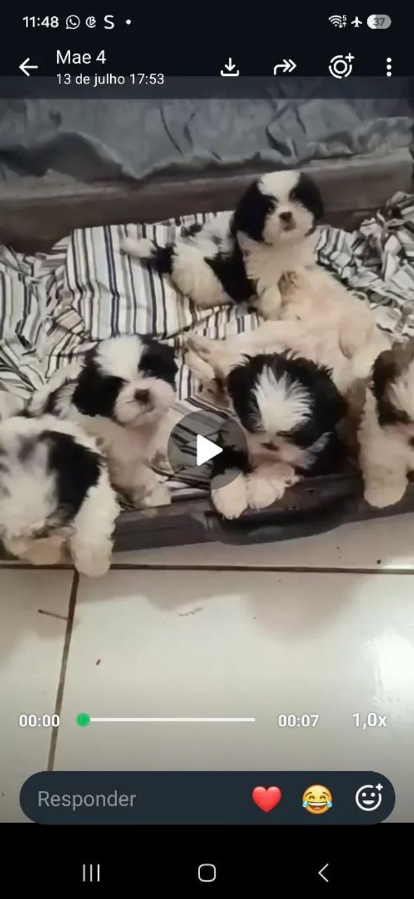 Cachorro shitzu - Foto 4