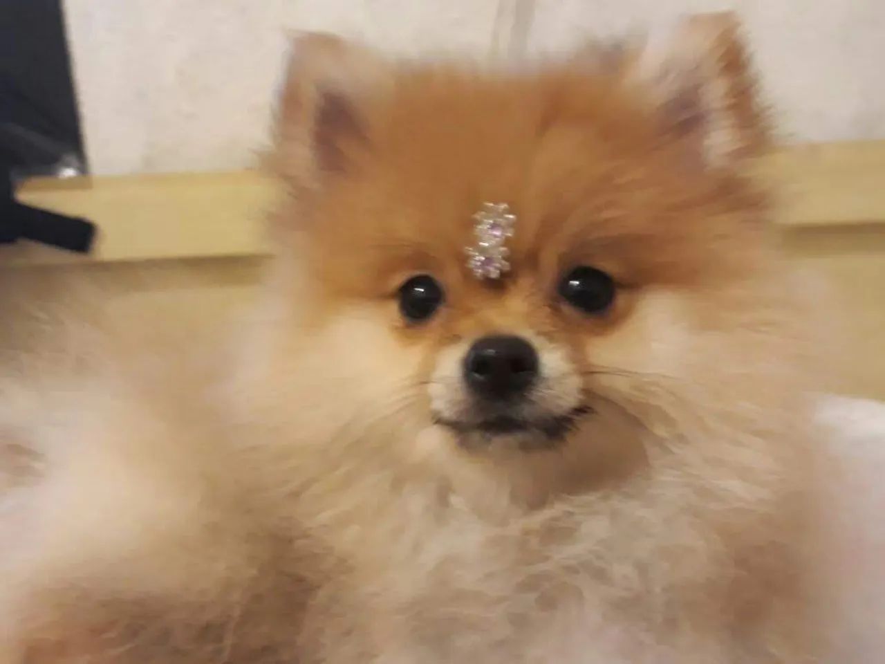 Spitz Alemão com pedigree - Foto 2