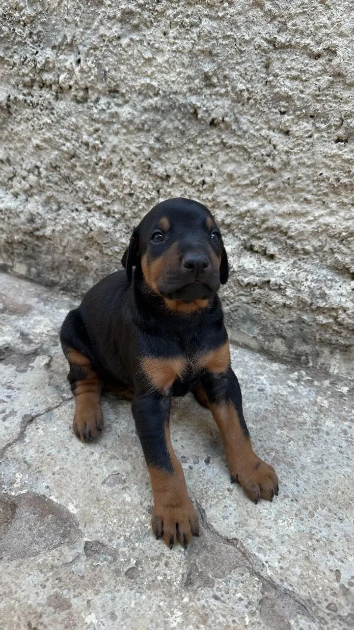 Filhote de Dobermam  - Foto 4
