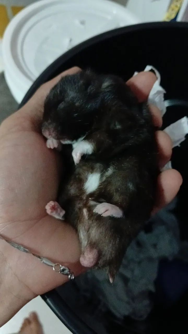 Hamster sirios 