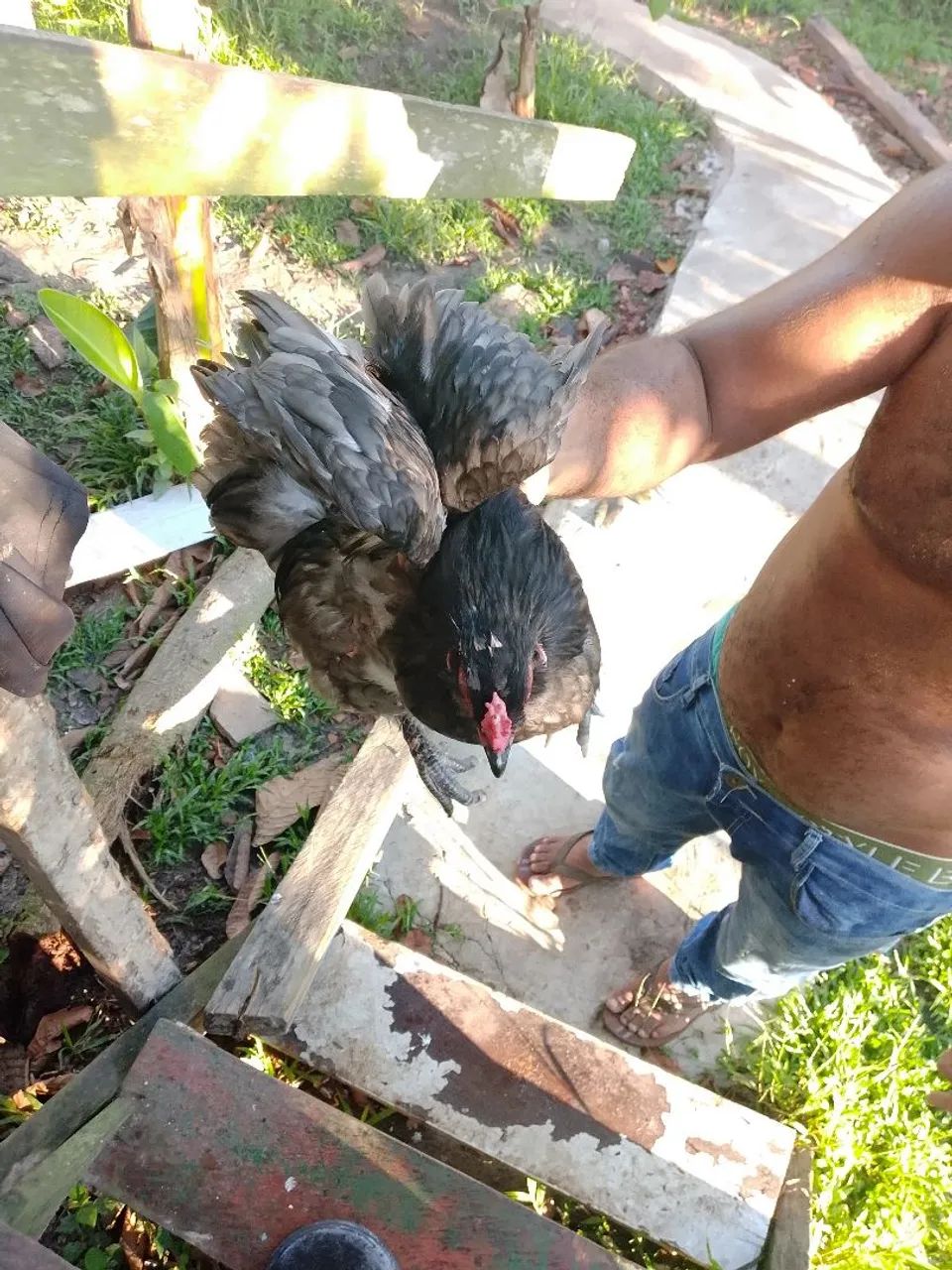 Galo mini coxim - Foto 5
