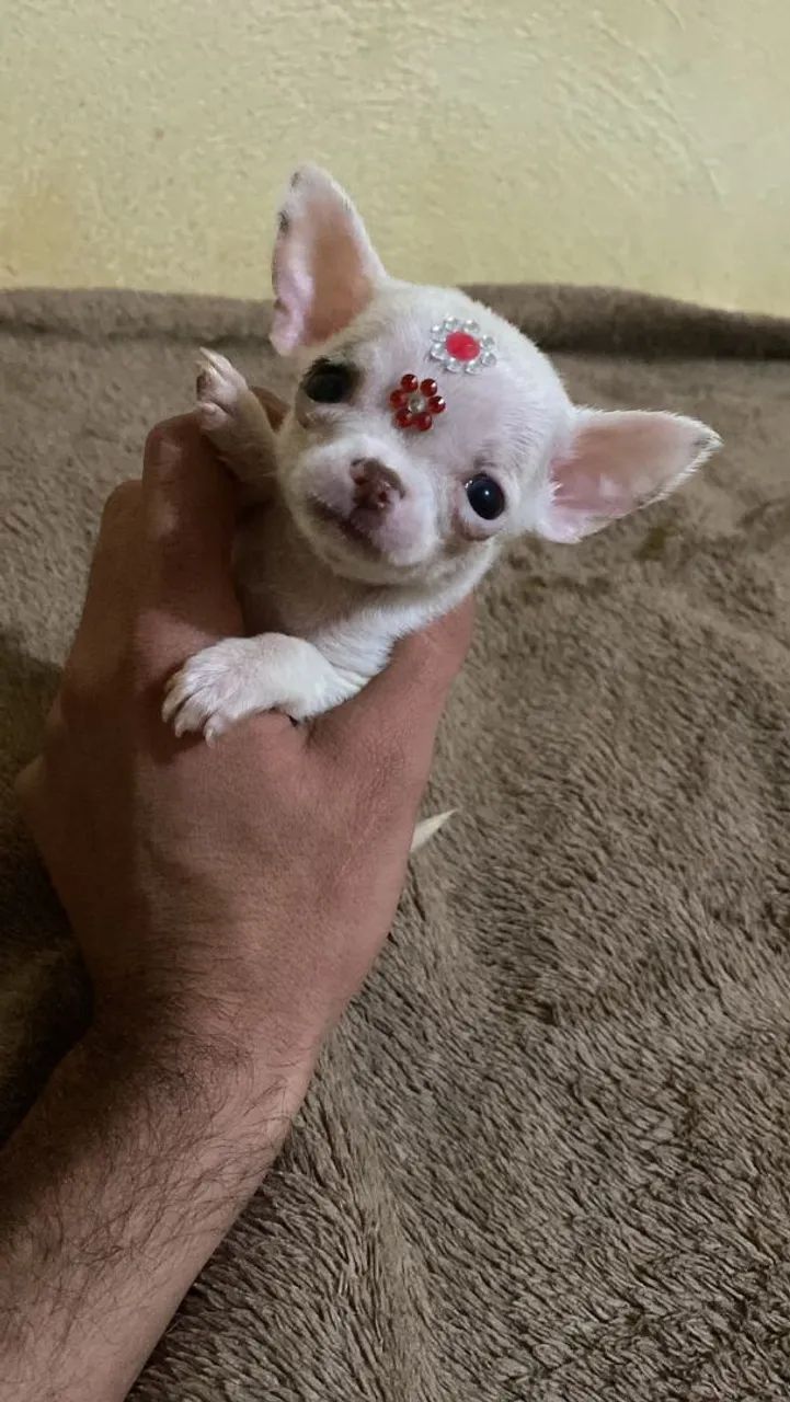 Chihuahua  - Foto 3