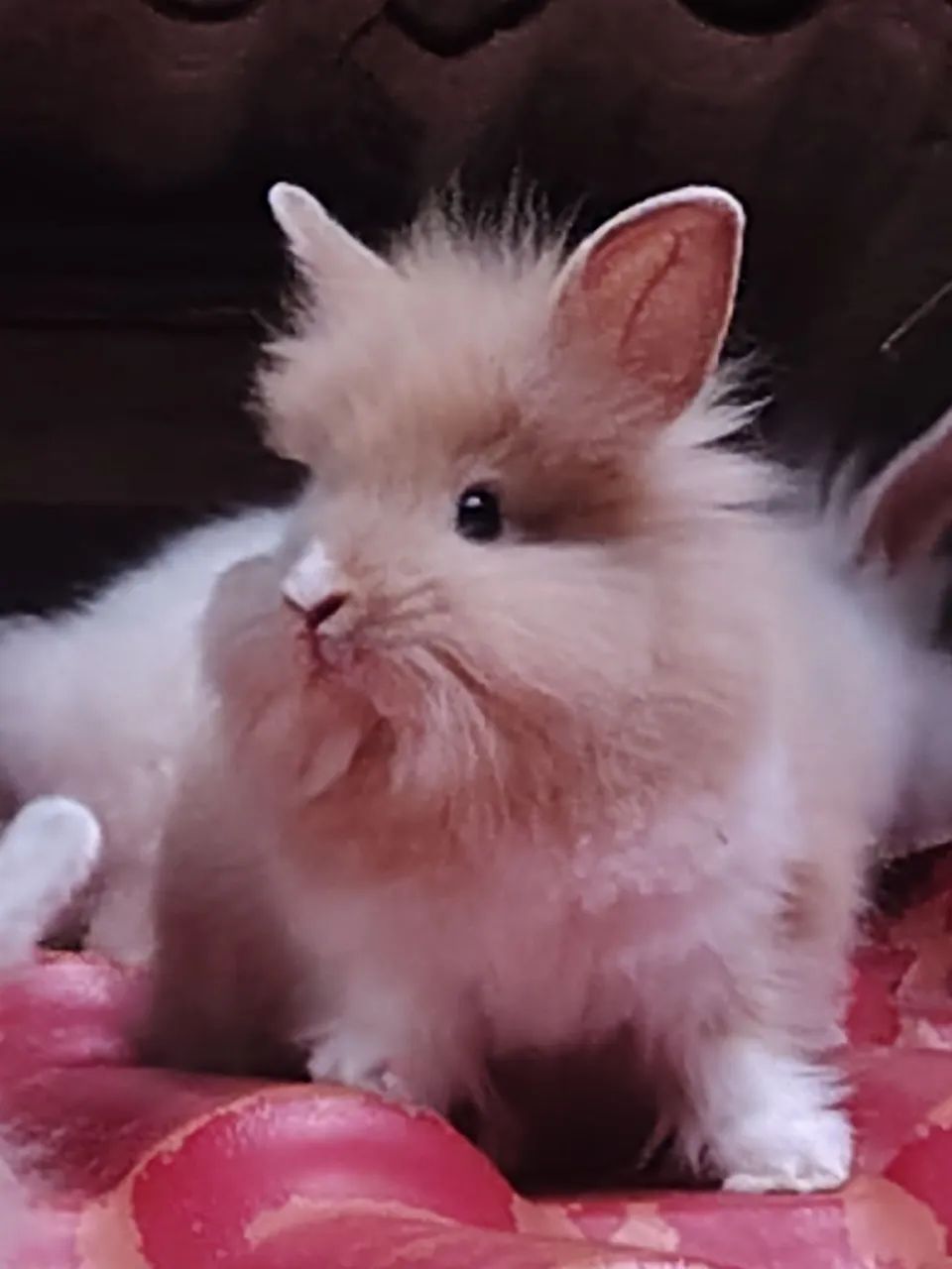 Coelhos 