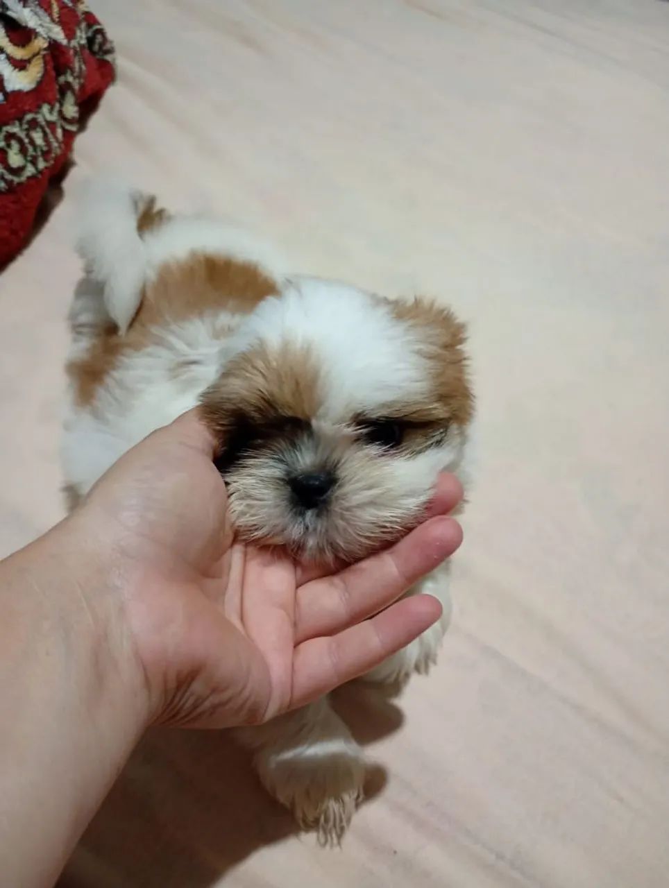 Vendo Shitzu - Foto 2
