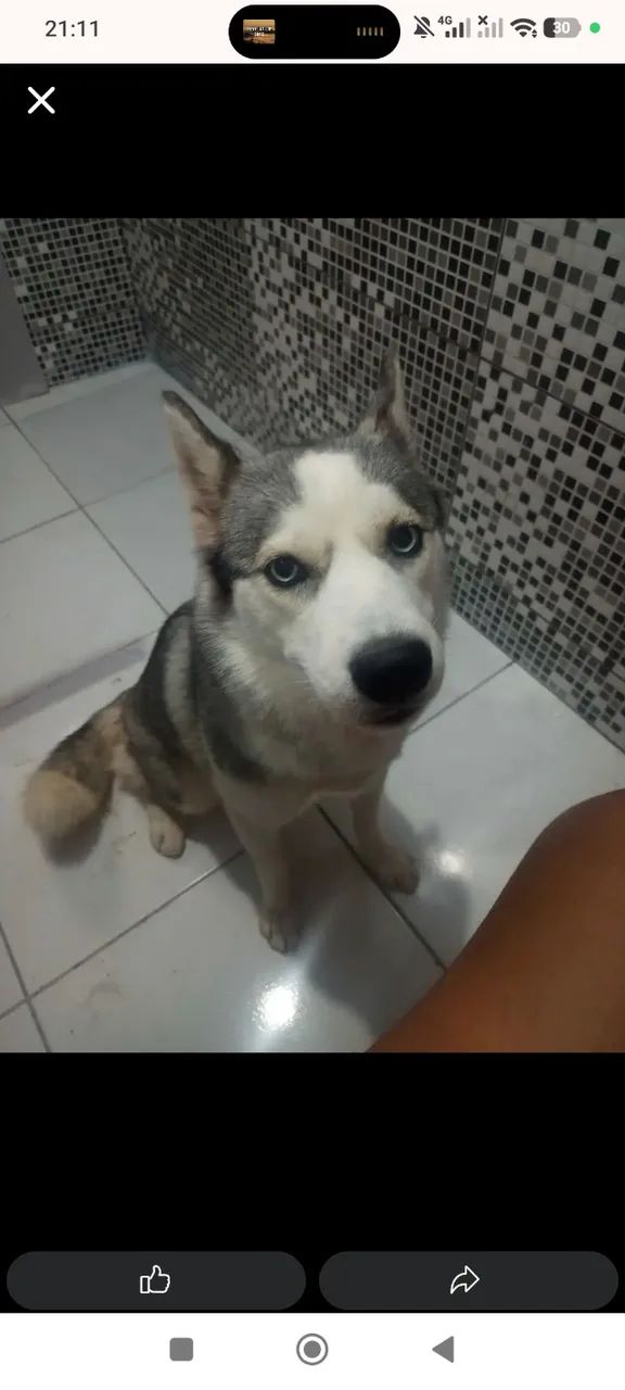 Adoção responsável  - Foto 5