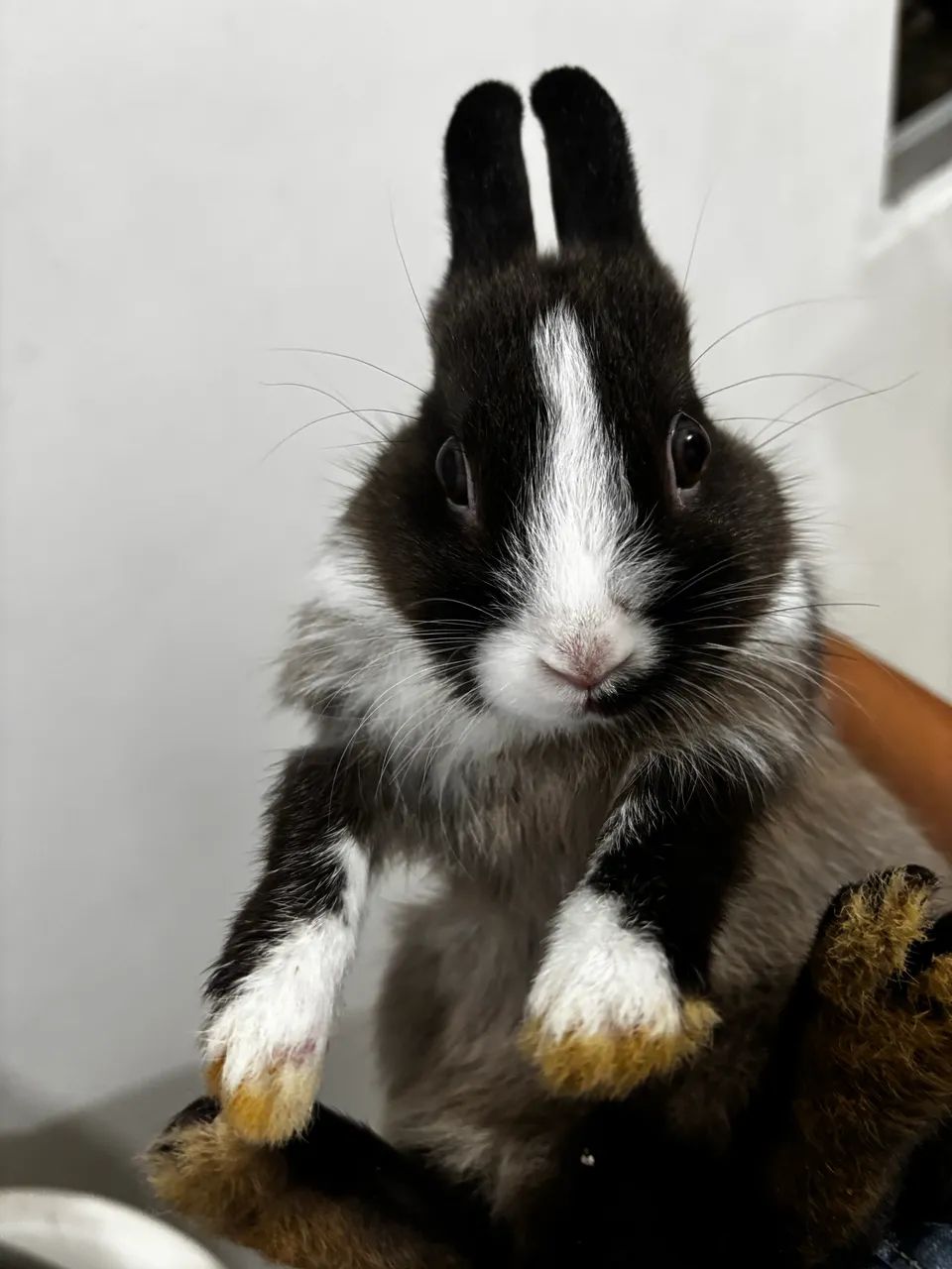 Coelho Anão Holandês Netherlands Dwarf