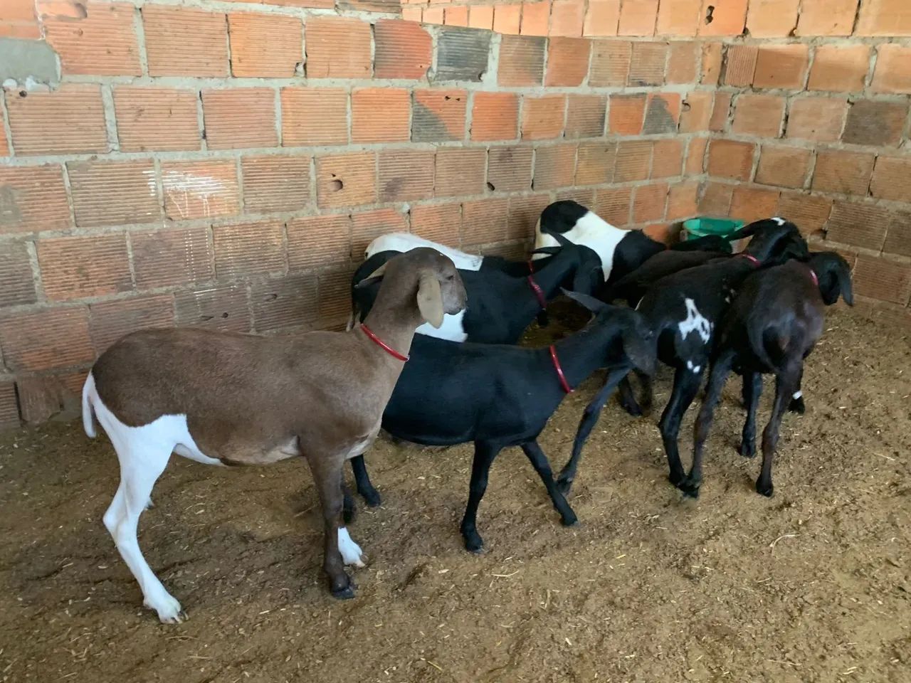 Borrega  - Foto 3