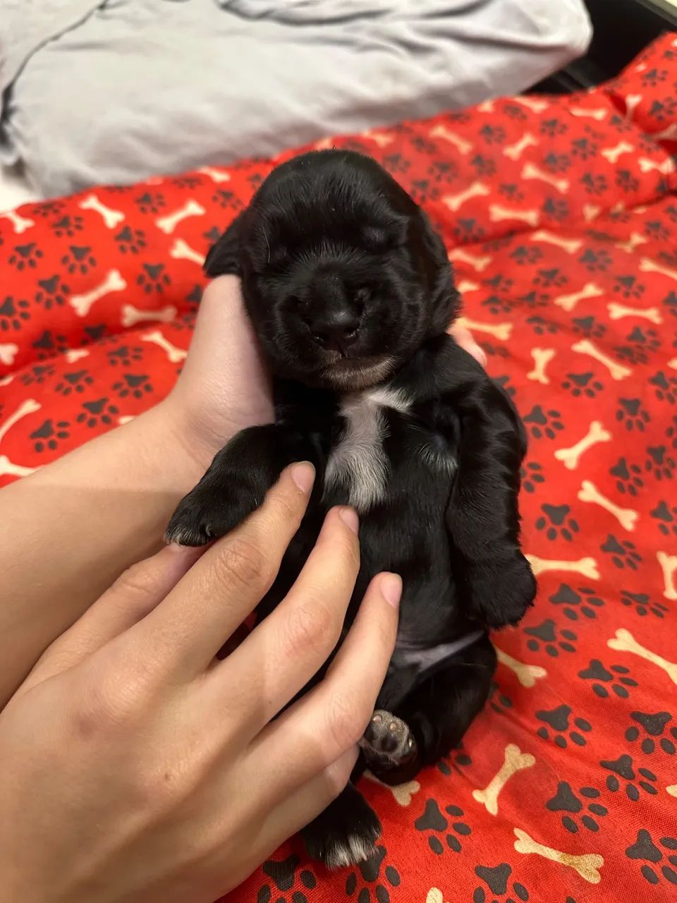 COCKER SPANIEL INGLÊS - MACHO E FÊMEA  - Foto 2