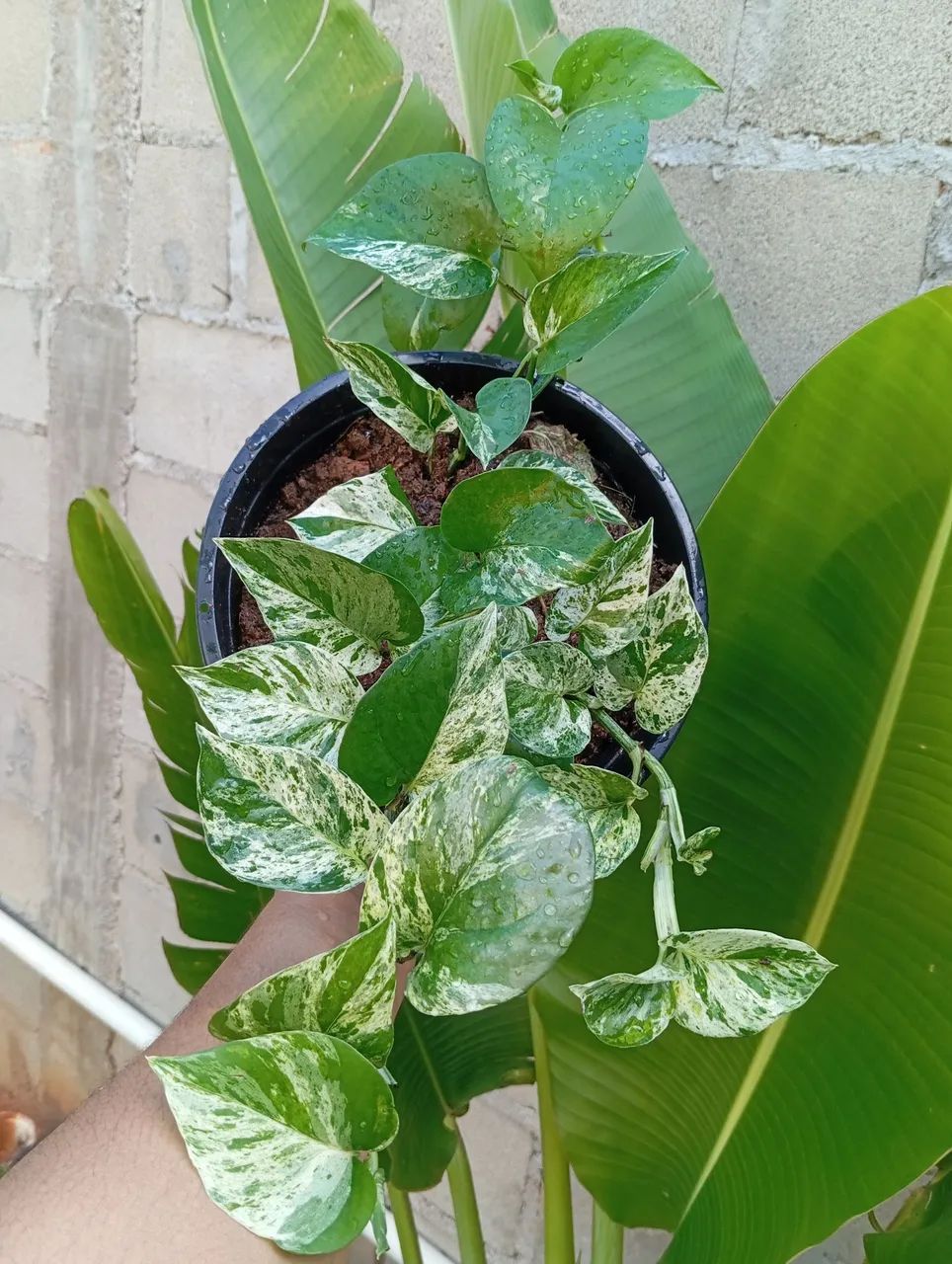 Planta para sombra de fácil cultivo  - Foto 2