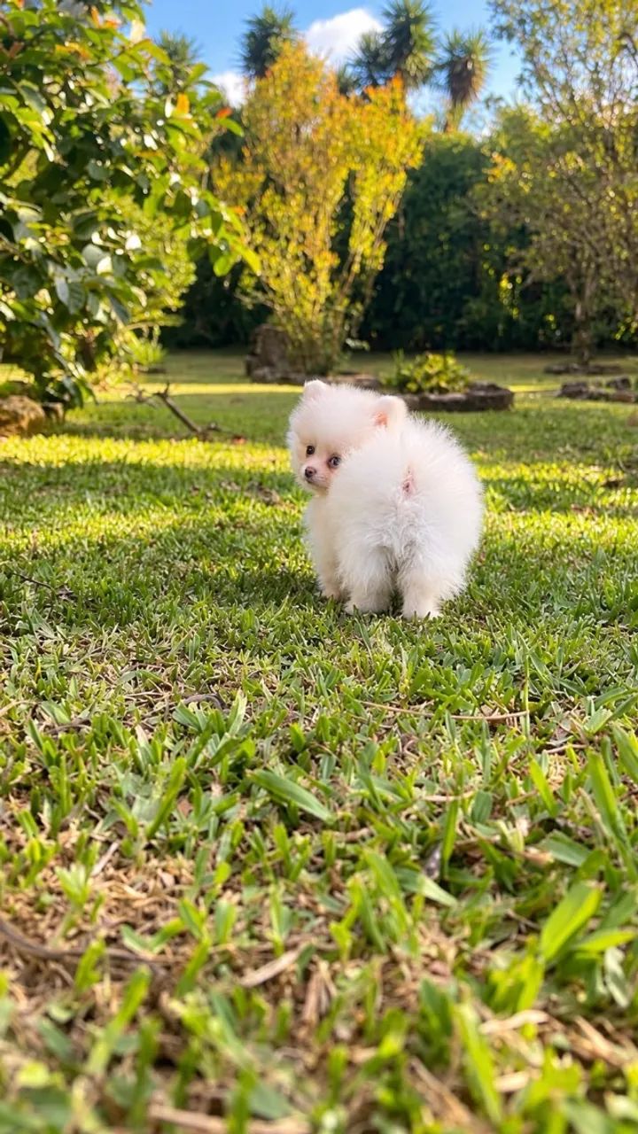 Spitz macho - Foto 3