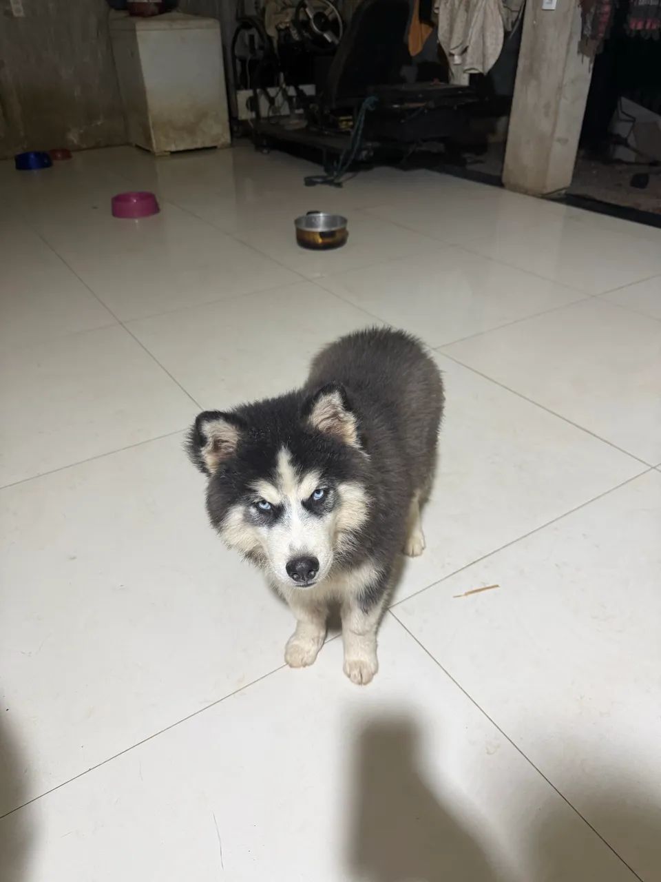 Husky siberiano - Foto 2