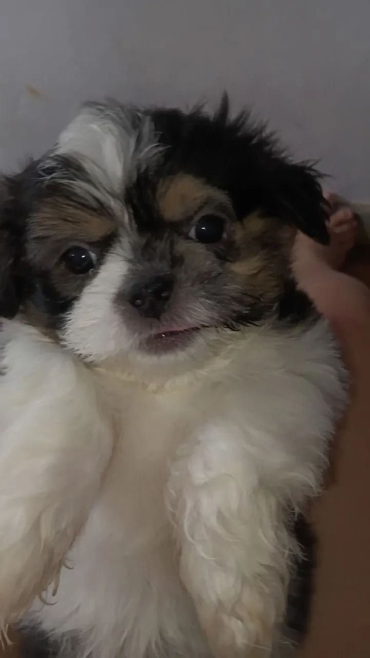 Shitzu Puppy (macho) branco e preto - Foto 2