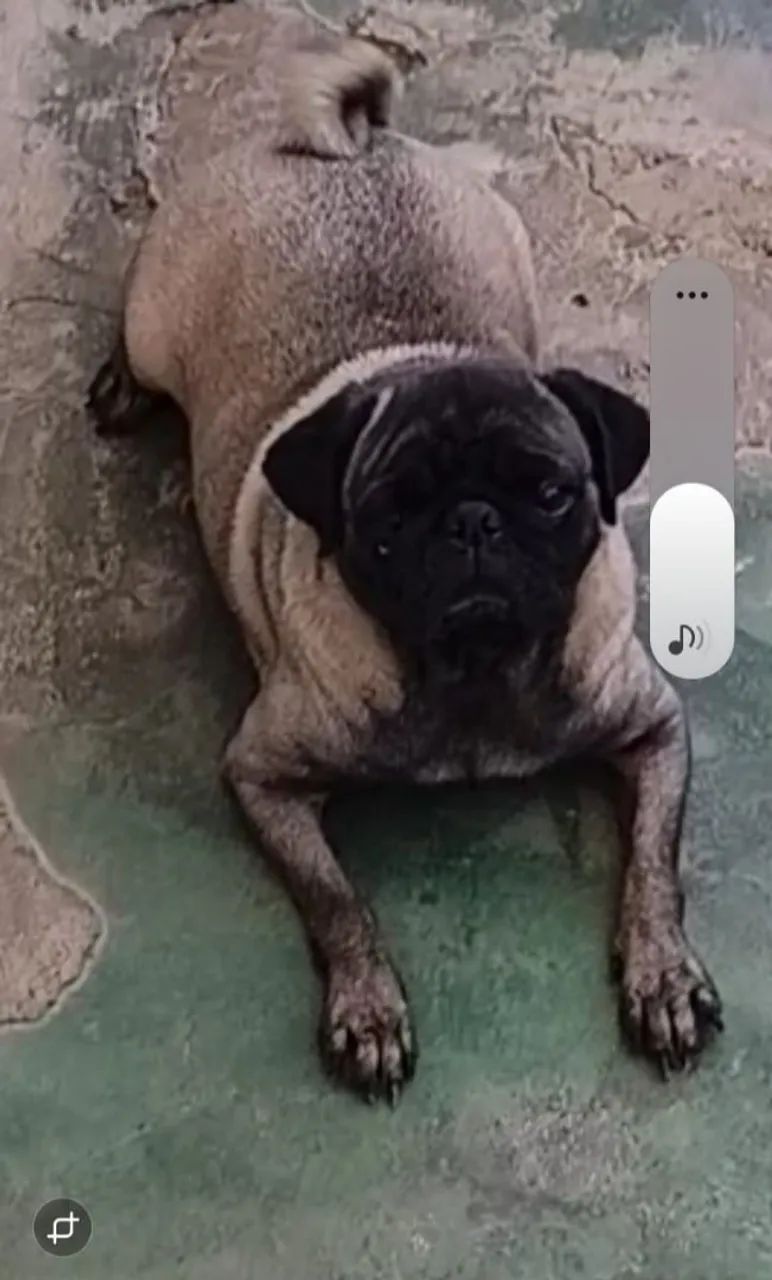 Cachorrinha 
