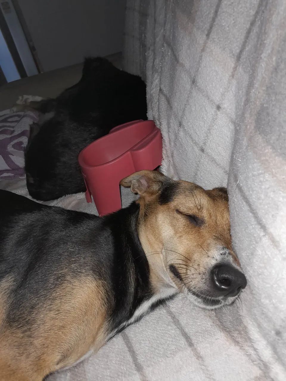 Doação de uma cadelinha  - Foto 2