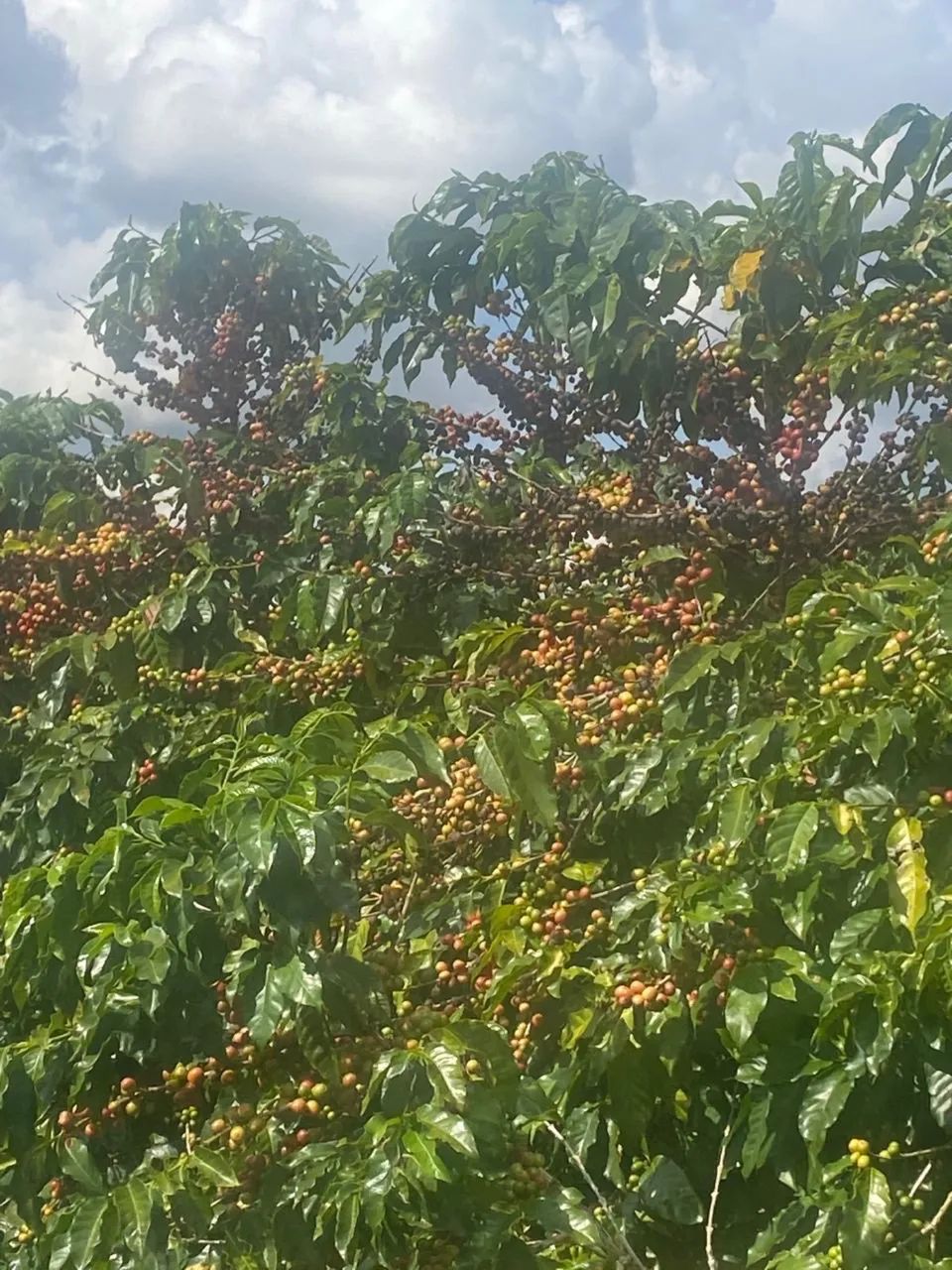 Fazenda de café no triângulo mineiro  - Foto 3