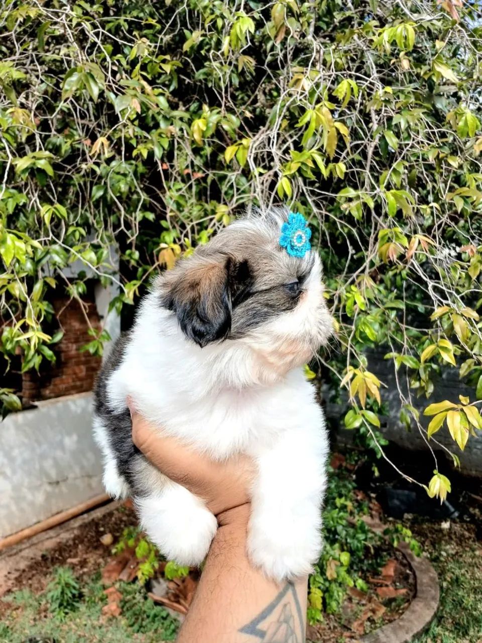 SHIH TZU FÊMEA  - Foto 2
