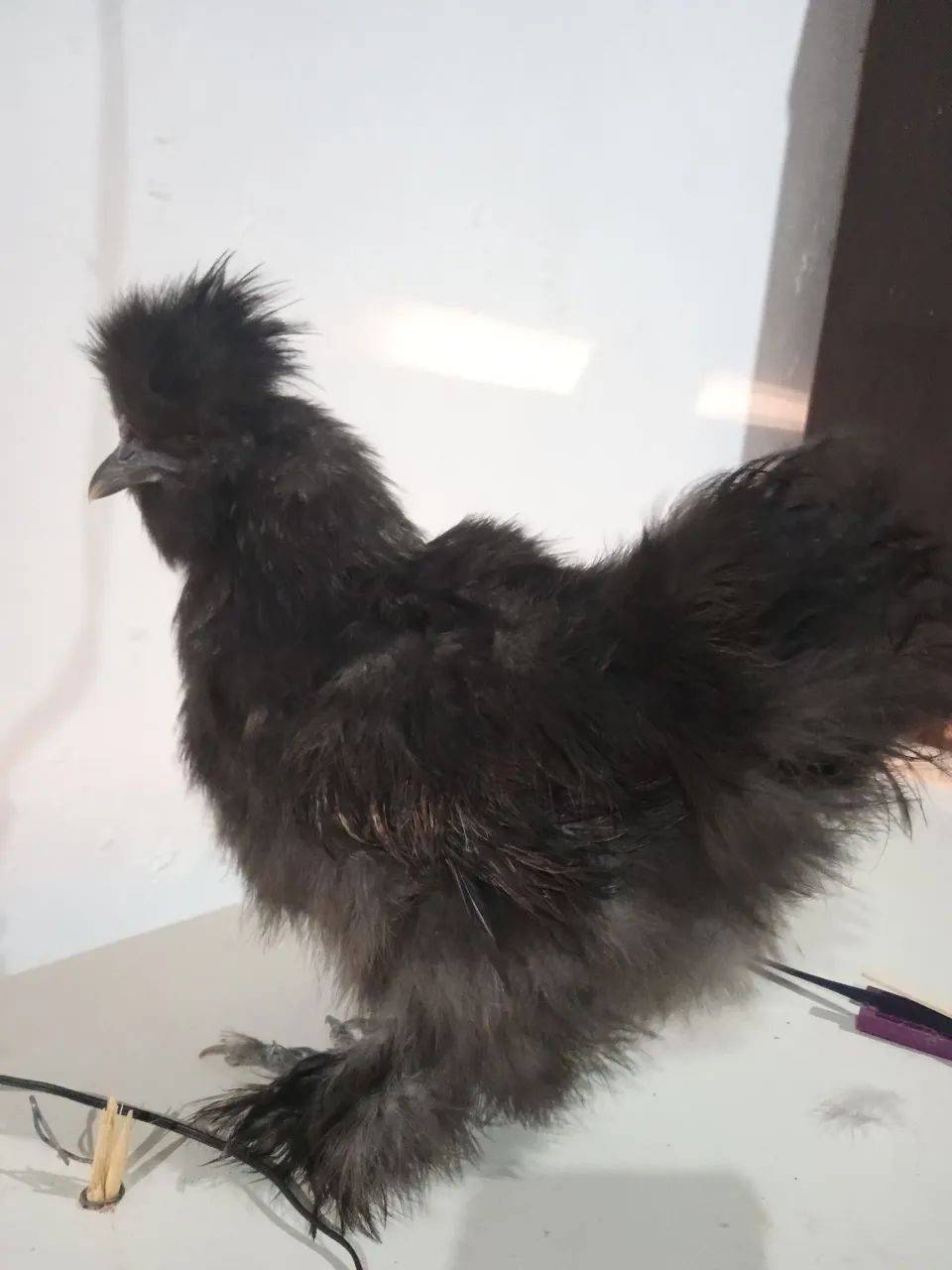 Frango sedosa do Japão ótimo padrão racial  pequeno porte  - Foto 3