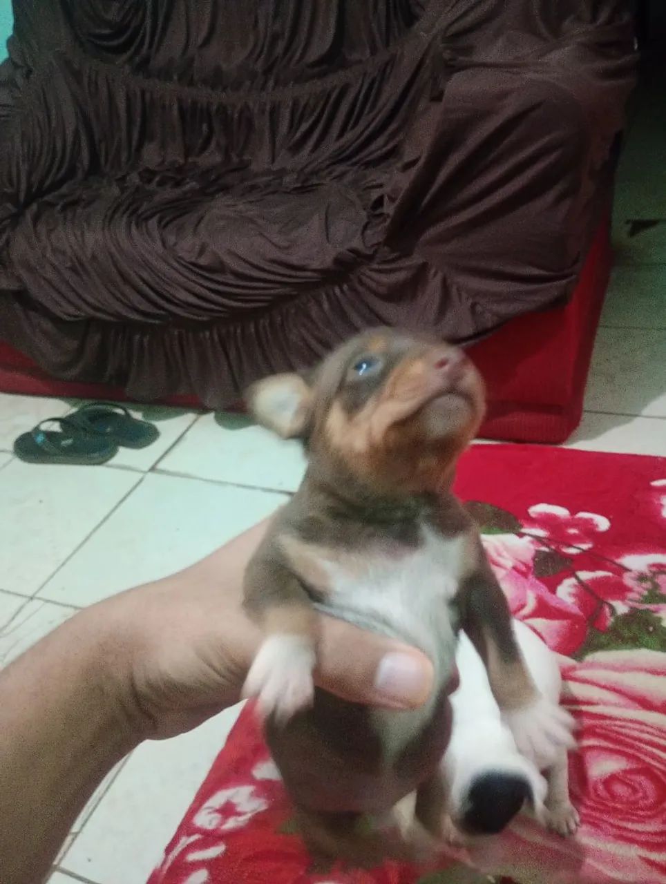 cachorros - Foto 3