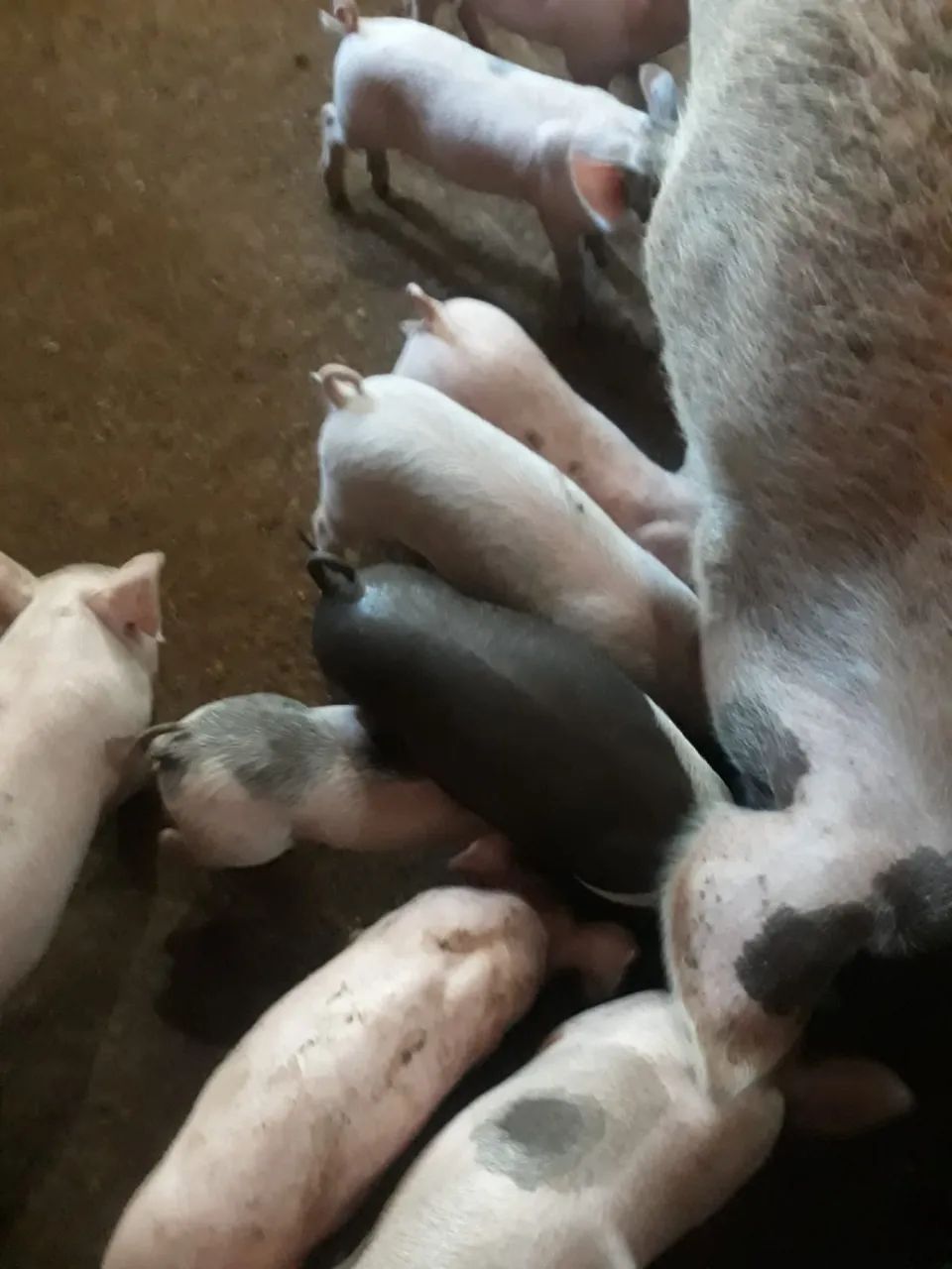 Leitão desmama - Foto 3