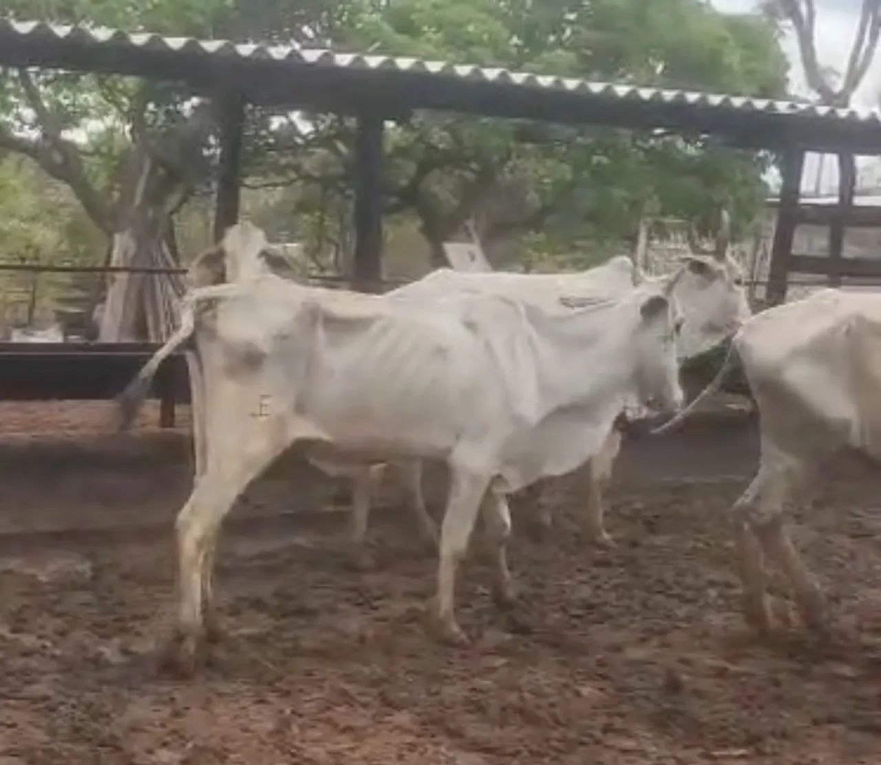 Vaca - Foto 2