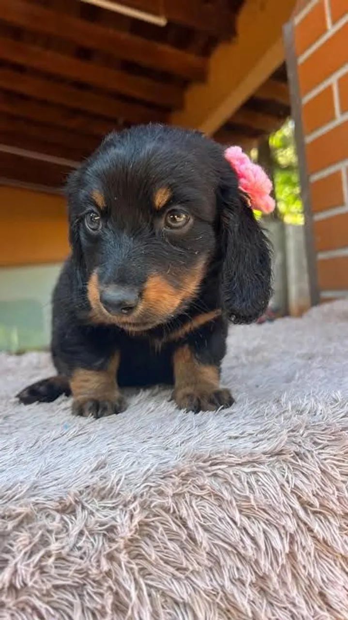 Filhote de Basset dachshund Fêmea Pelo Longo