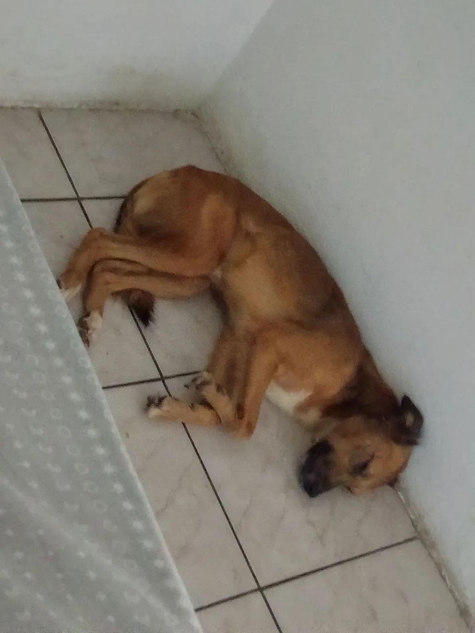 Doação responsável  - Foto 2