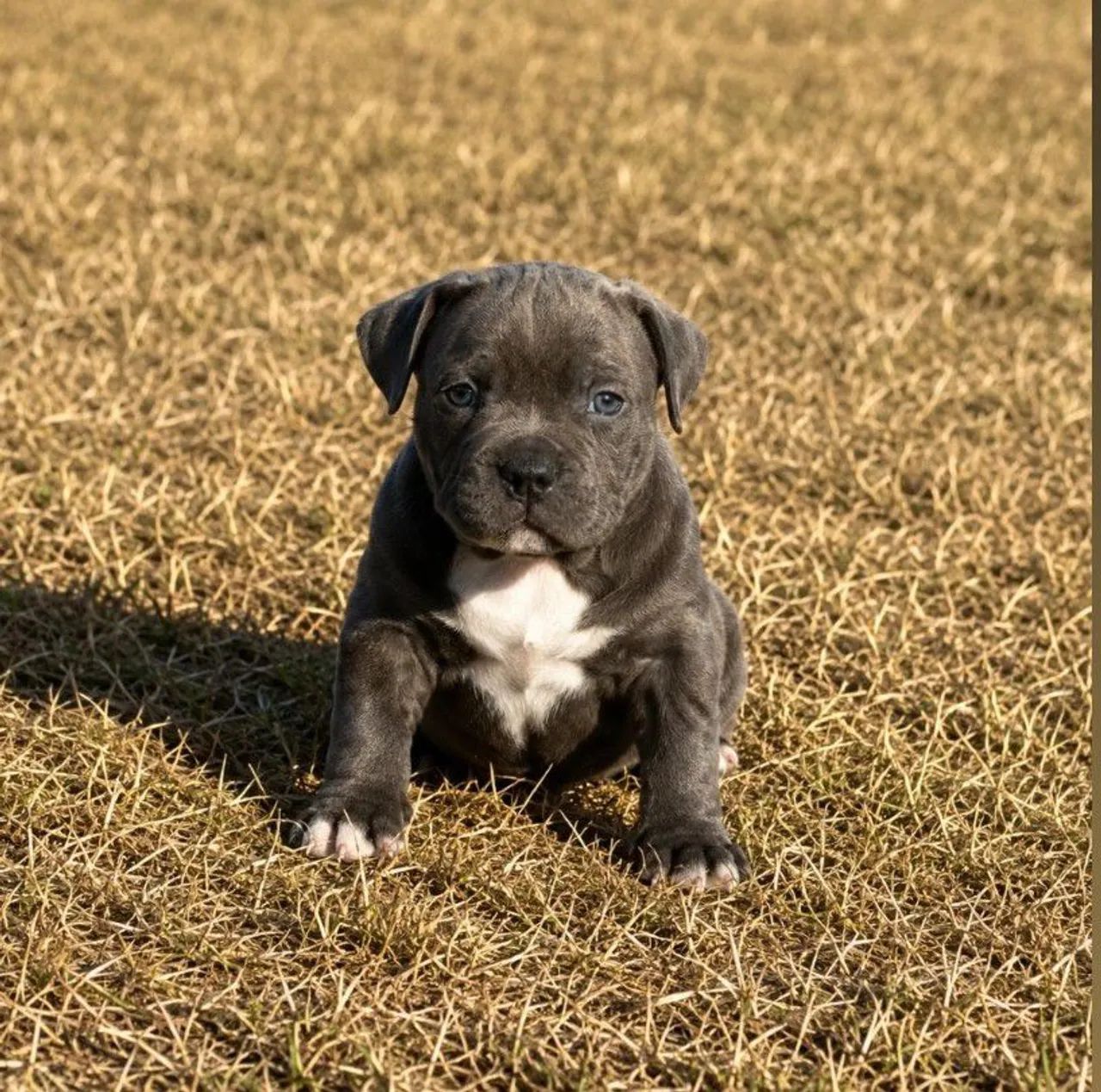 American Bully Pocket  - Foto 3
