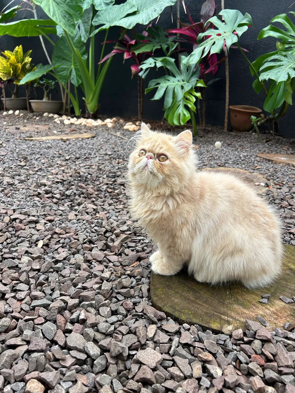 Gato  - Foto 2