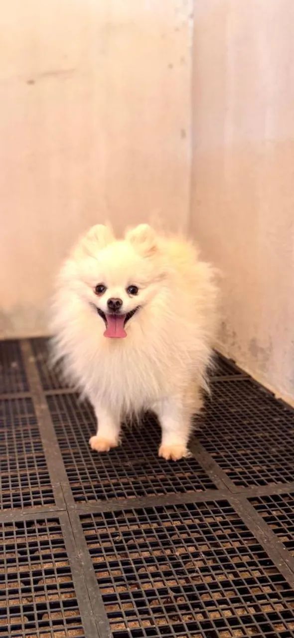 Spitz alemão machos 