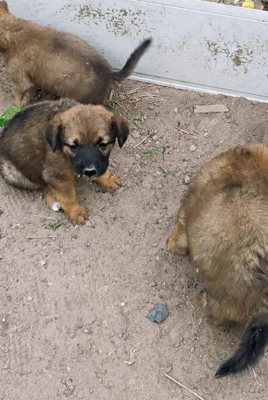 Doa-se filhotes (2 meses) - Foto 2