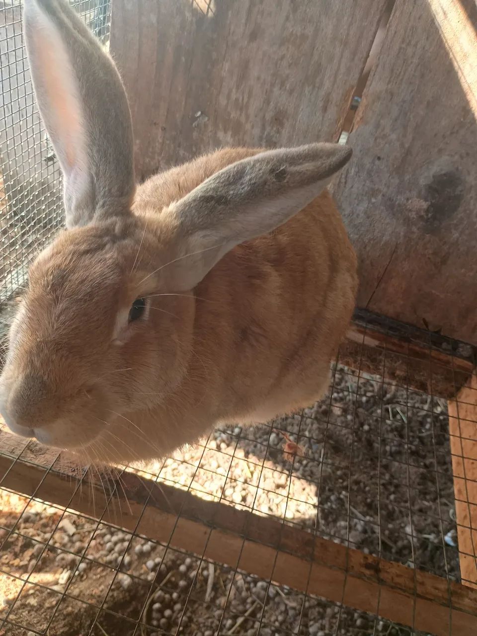Vendo coelhos  - Foto 3