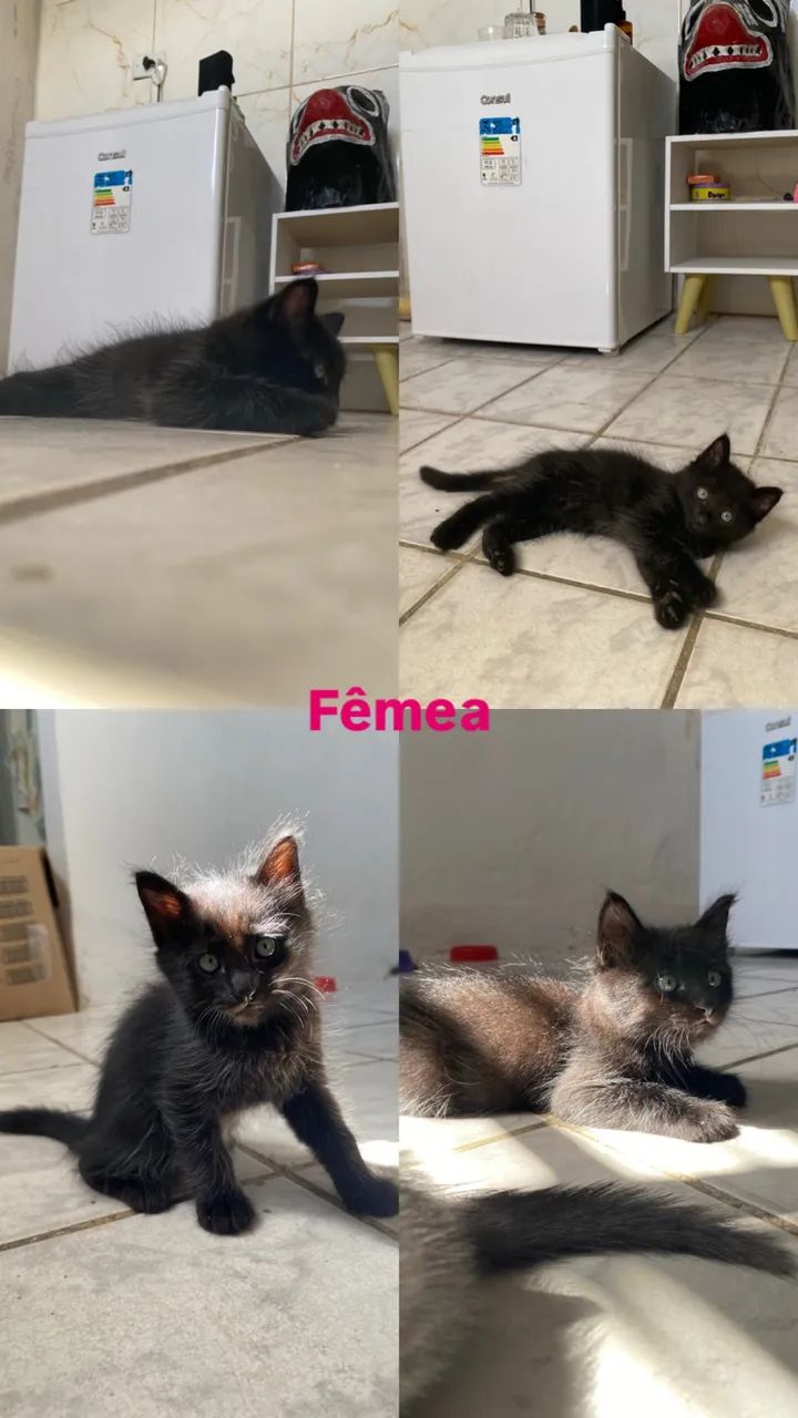 Adoção responsável  - Foto 3