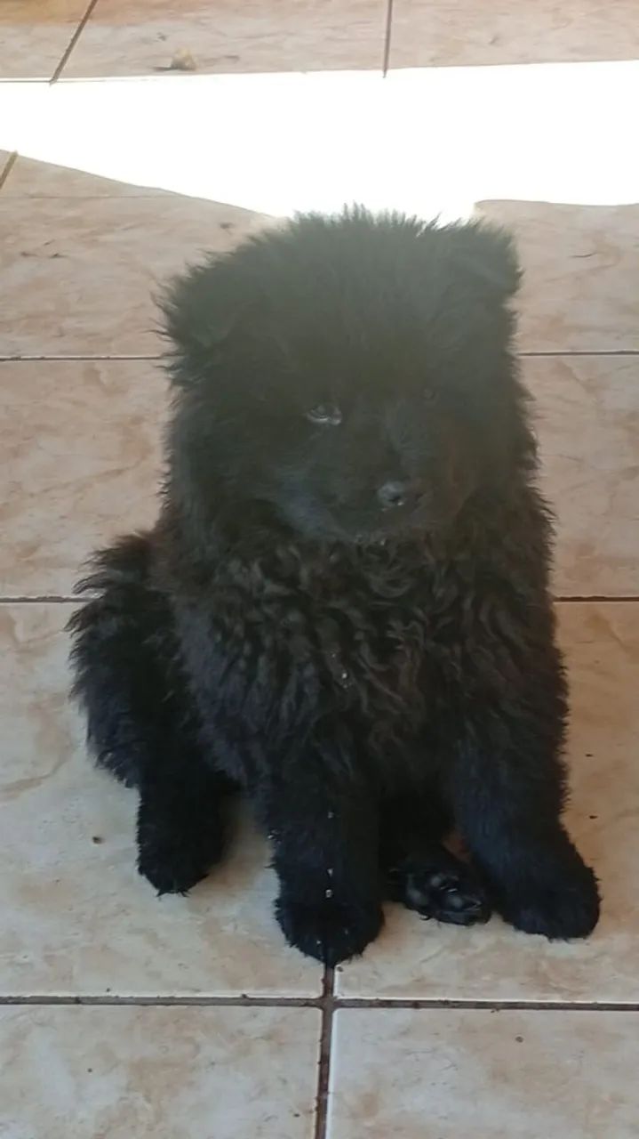 Promoção de chow chow 