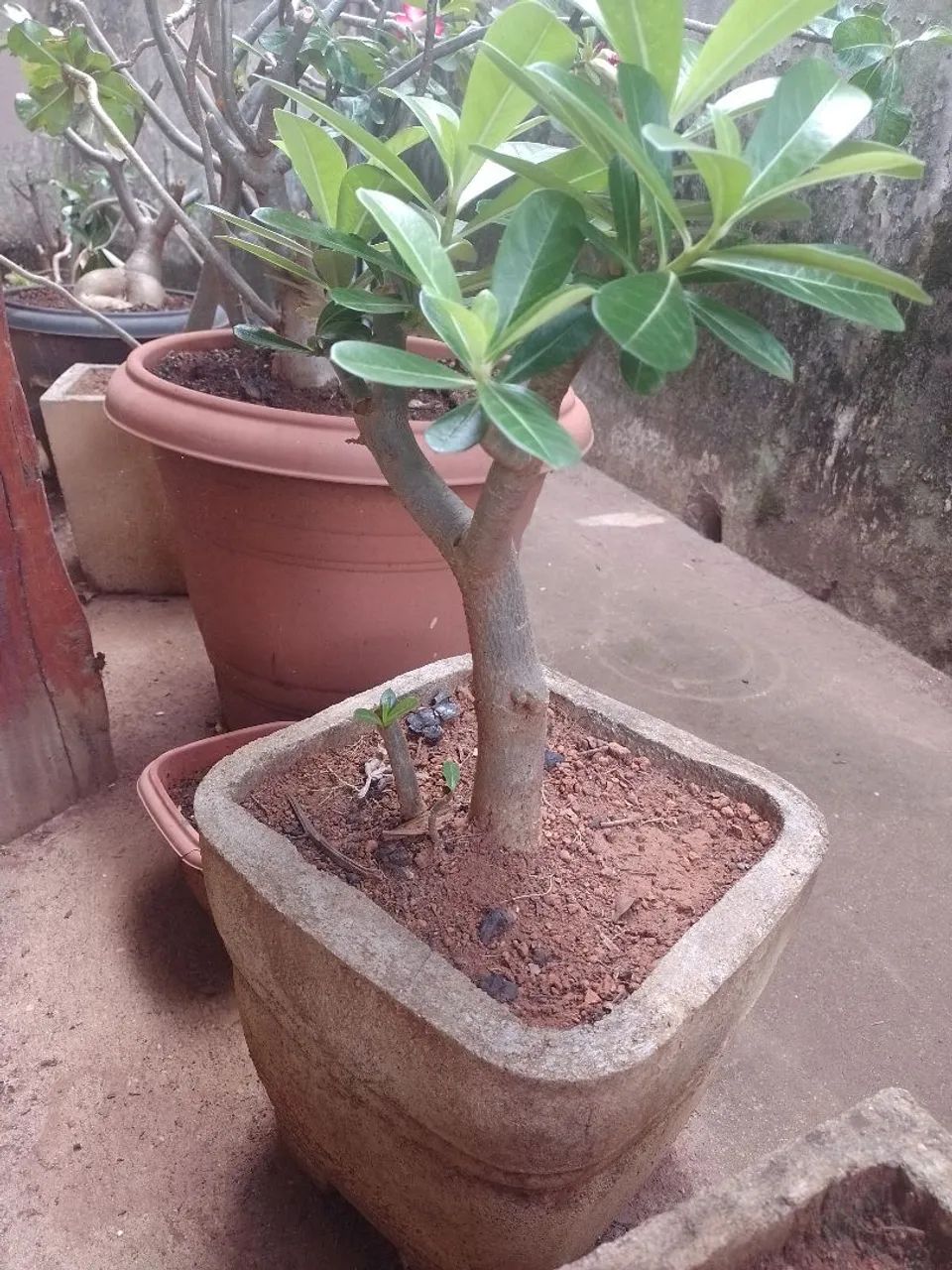 Rosa do deserto + vaso de cimento  - Foto 3