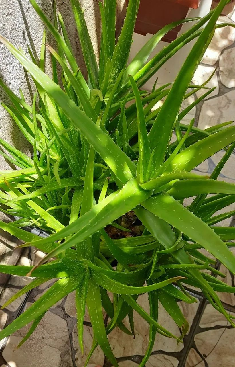 Várias mudas de babosa no vaso com terra adubada  - Foto 3
