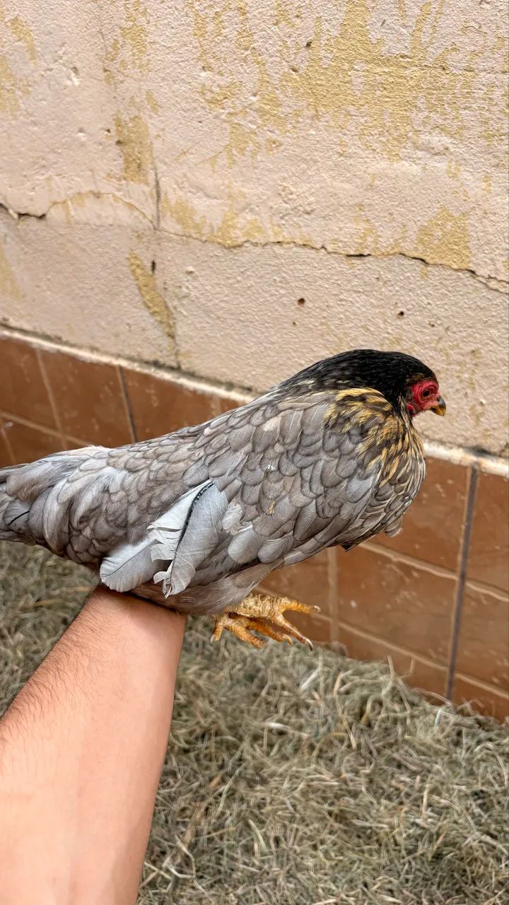 Galinha garnizé  - Foto 2