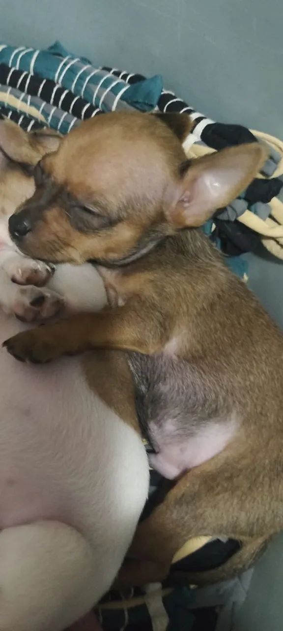 Pinscher 0 disponível 