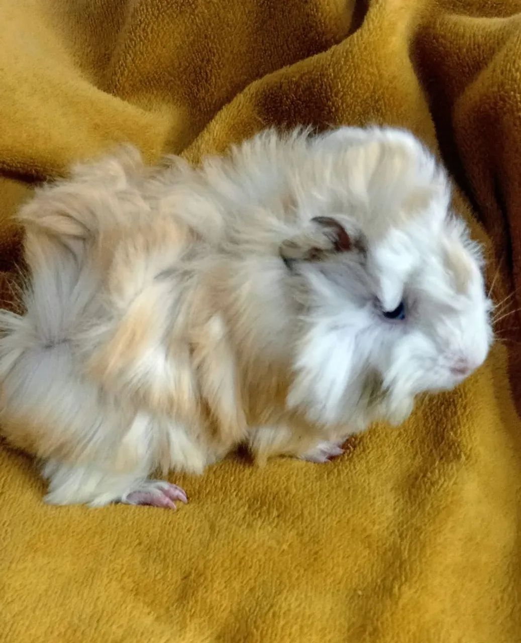  PORQUINHO da ÍNDIA FILHOTE